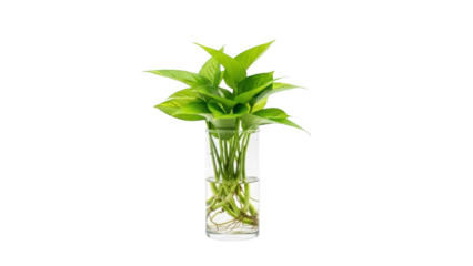 A clear glass vase holds a lush green plant with roots submerged in water on a white background.