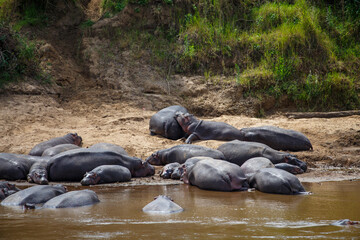 Fototapeta premium Grupo de hipopótamos descansando en la orilla del río Mara, Reserva Nacional Masái Mara, Kenia