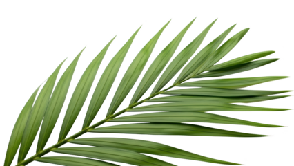 A vibrant green palm leaf stretches out in a natural serene environment with pointed leaflets.