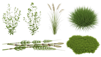 Various green plants and grasses are shown on a white background in a botanical illustration.