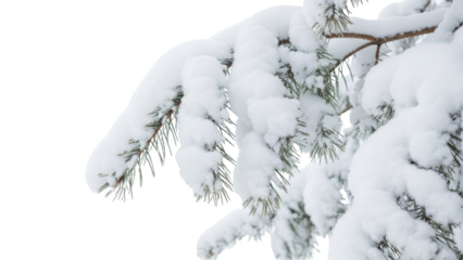 Snow covers pine tree branches in winter landscape scene