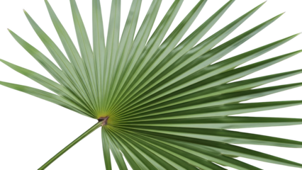 A large green palm leaf spreads out in a fan shape on a white background.