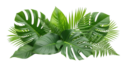 Tropical plants display various green leaves and ferns on a white background for decoration purposes.
