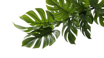 Large green Monstera leaves with holes and tears on a white background