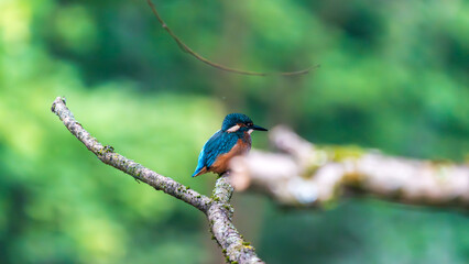 Ein wundersch&ouml;ner Eisvogel auf einem Zweig