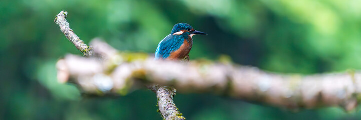Ein wundersch&ouml;ner Eisvogel auf einem Zweig