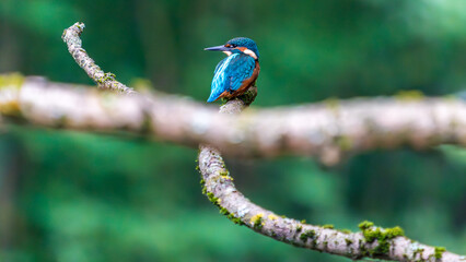 Ein wundersch&ouml;ner Eisvogel auf einem Zweig