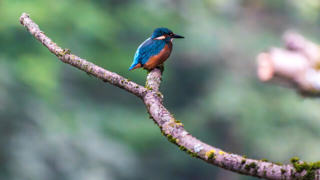 Ein wundersch&ouml;ner Eisvogel auf einem Zweig