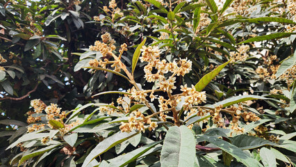 In December, the flowers of the loquat (Eriobotrya japonica), a large evergreen shrub or tree grown...