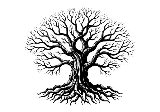 Vector illustration of a spreading oak tree with roots, graphic silhouette style, clipart style vector