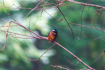 Ein wundersch&ouml;ner Eisvogel auf einem Zweig