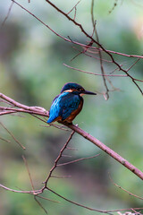 Ein wundersch&ouml;ner Eisvogel auf einem Zweig