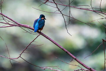 Ein wundersch&ouml;ner Eisvogel auf einem Zweig