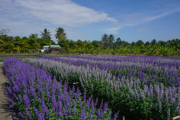 The cosmos flower fields are blooming beautifully in their natural habitat.