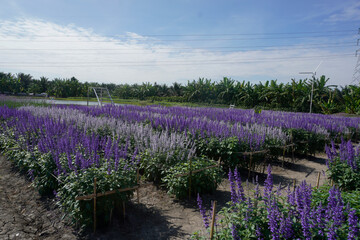 The cosmos flower fields are blooming beautifully in their natural habitat.