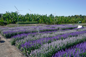 The cosmos flower fields are blooming beautifully in their natural habitat.