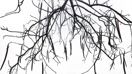 Seedpods of the Southern catalpa (Catalpa bignonioides) in the December