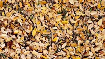 As a nature design background, Chinese elm or lacebark elm (Ulmus parvifolia) autumn leaves, a symbol of Far Eastern melancholy