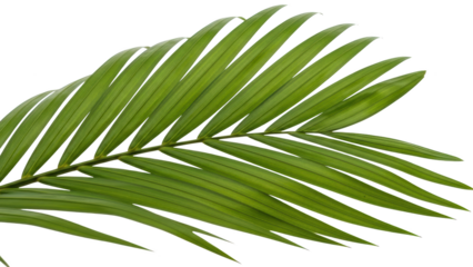 A vibrant green palm frond displayed against a clean white background in high fidelity detail.