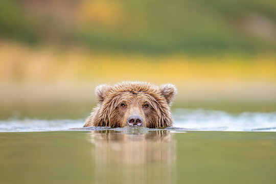 Close-Up Of A Brown Bear Ursus arctos Surfacing In Calm Water, C