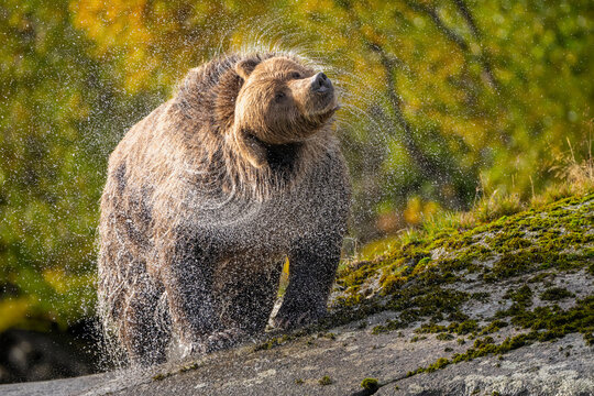 Grizzly Bear Shakes Water and Dust From Its Fur On a Mossy Rock
