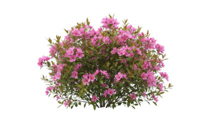 Vibrant pink flowers bloom on a lush green bush in a serene natural setting outdoors.