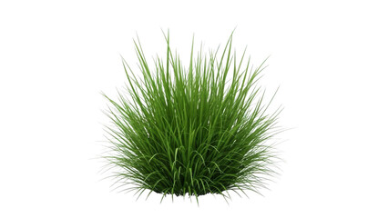 A large bunch of green grass grows naturally outdoors in a lush environment from a single base point.