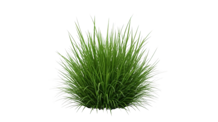 A large bunch of green grass grows naturally outdoors in a lush environment from a single base point.