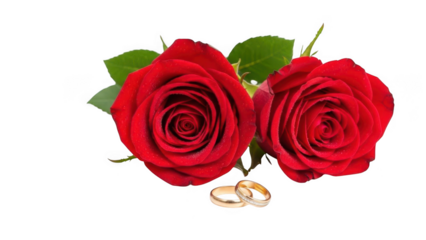 Beautiful Roses Design Illustration isolated on transparent background