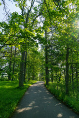 Fototapeta premium A beautiful paved pathway through green summer forest with tall trees and sunlight filtering through the canopy. Peaceful nature trail for outdoor recreation in a lush woodland park