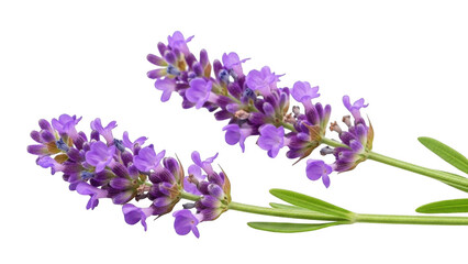 Fototapeta premium Beautiful Lavender Design Illustration isolated on transparent background