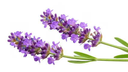 Beautiful Lavender Design Illustration isolated on transparent background