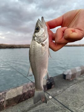 フライフィッシングで釣ったセイゴ（シーバス、スズキの幼魚）