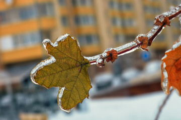 Сloseup brown autumn leaf covered in clear ice on tree branch