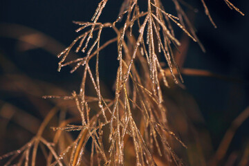 Closeup of thin blades of grass covered sparkling morning dew, soft focus