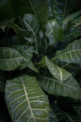 Fototapeta premium Wild Forest Plant with Leaves