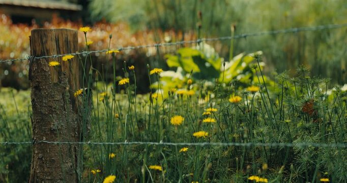 Wild Yellow Flowers Growing in Natural Meadow