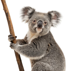 Obraz premium Adorable fluffy grey koala with soft fur and dark, expressive eyes, clinging tightly to a rough-textured eucalyptus branch in a natural pose, illuminated by soft, isolated on transparent background.