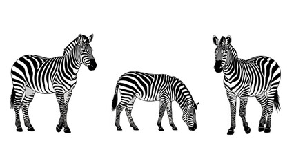 Fototapeta premium Black Zebra Silhouette Vector Set Showing Standing Grazing Walking Running Poses