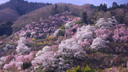 福島市　花見山公園