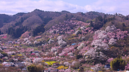 福島市　花見山公園