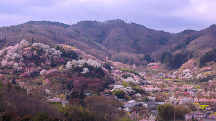 福島市　花見山公園