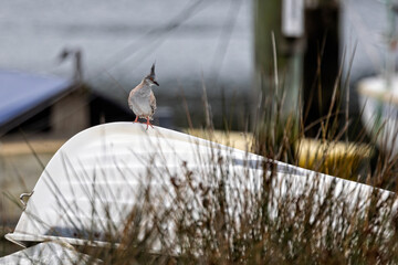 Close up of an Australian Crested Pigeon perched on top of keel of white rowing boat in Woy Woy, NSW, Australia