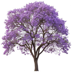 Obraz premium Lush, vibrant, and digitally enhanced jacaranda tree with a full canopy of lavender-purple blossoms stands majestically with textured bark and spreading, isolated on transparent background.