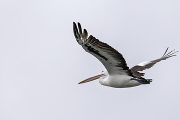 Close up of a Pelican in flight at Woy Woy, NSW, Australia on 12 December 2025