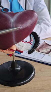 Understanding the human liver with a detailed model in a medical setting