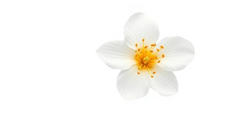 Fototapeta premium Delicate white orange blossom, isolated on pure white background, orange flower, flower