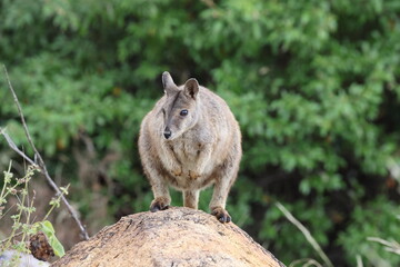 Mareeba rock-wallaby (Petrogale mareeba) Queensland, Australia