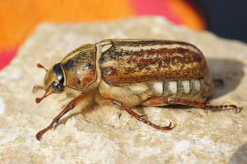 Obraz premium Closeup on a Mediterranean Anoxia orientalis, scarab beetle sitting on a stone