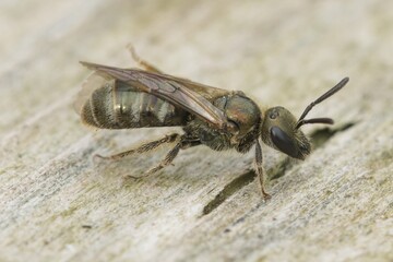 Obraz premium Closeup on a female green metallic furrow bee, Lasioglossum nitidulum